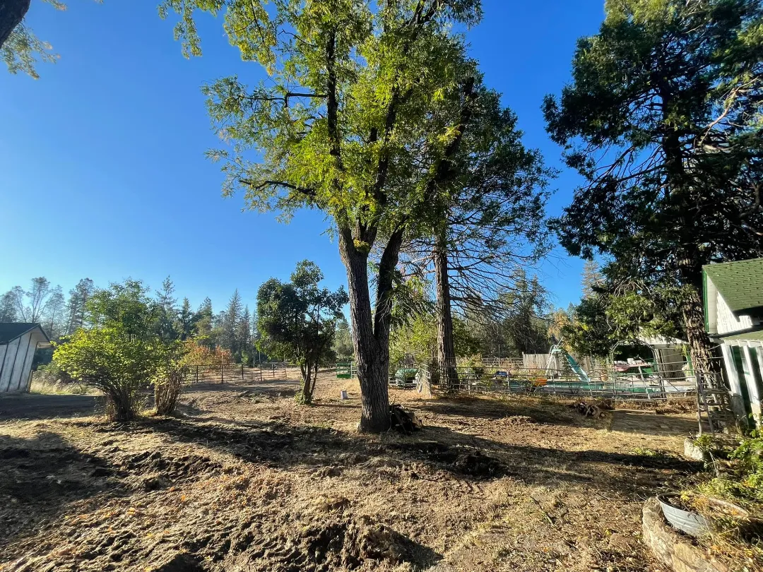 Dangerous Tree Trimming after